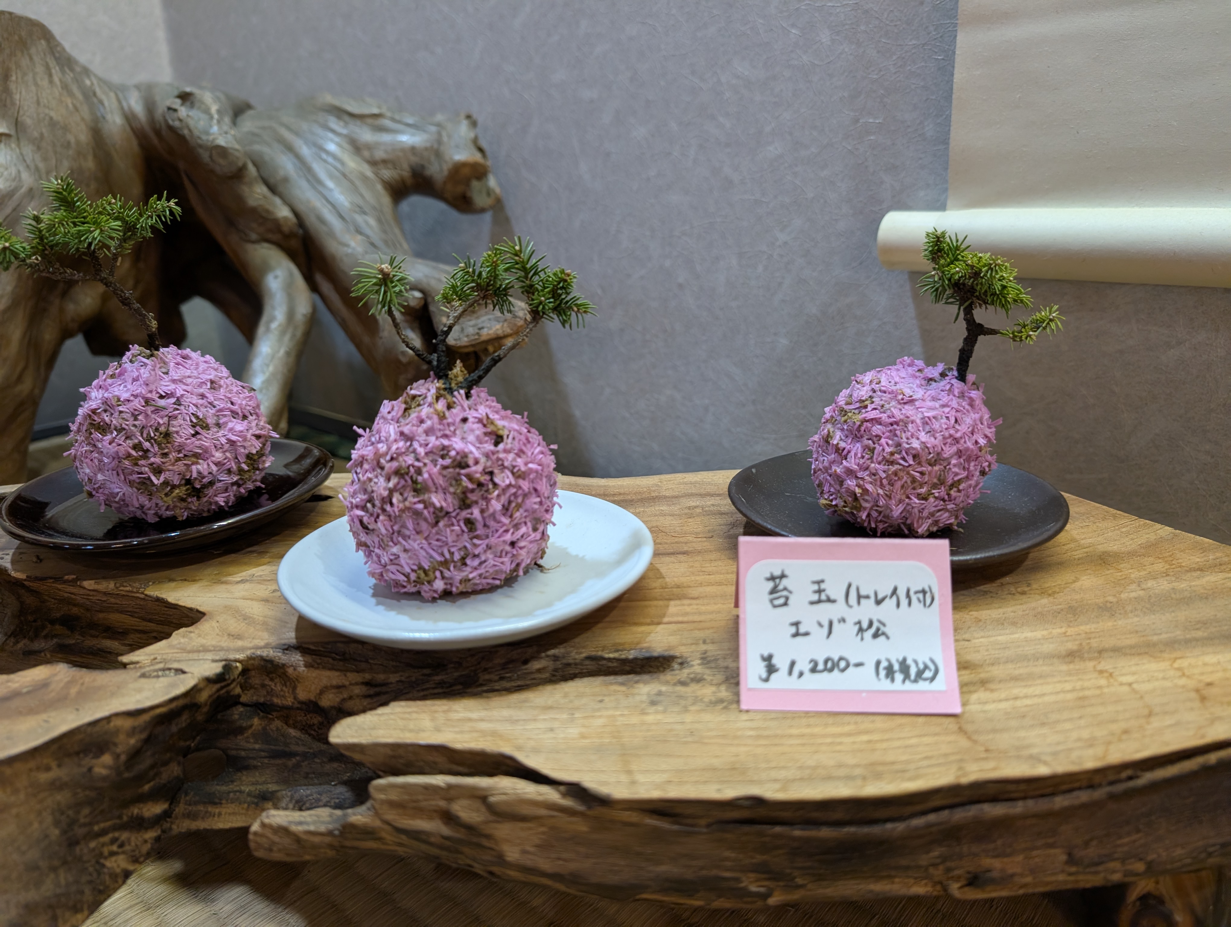 販売されているカラフルな苔玉たち