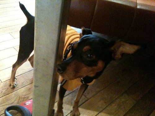 黒犬はうらめしそうw。キッチンをがん見。