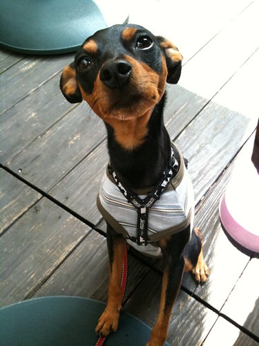 いい子で待っていたのでご褒美におやつをあげました