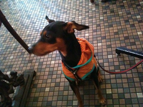 足下で比較的おとなしく待っていた黒犬。この後赤ちゃんが入ってきて興奮してしまいましたが。