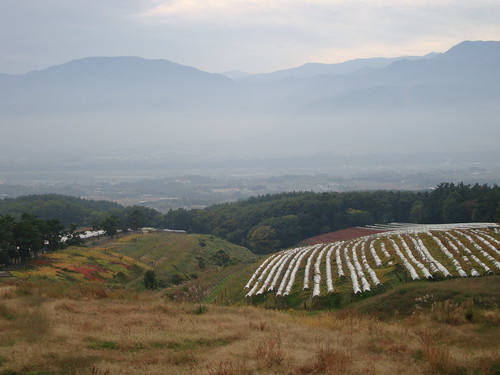 山とワイン畑が広がっています。