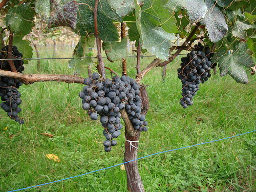 カベルネ・ソーヴィニヨン