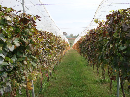 赤ワインの畑