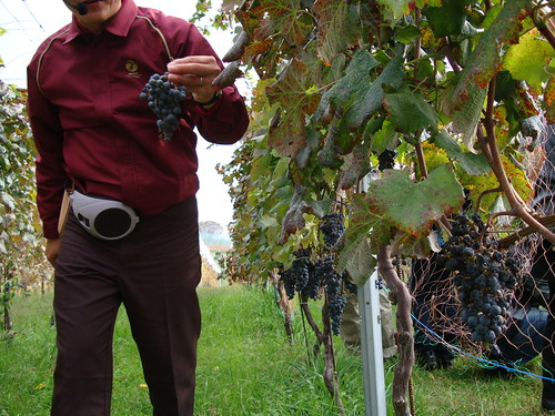 醸造技師長の高谷さん