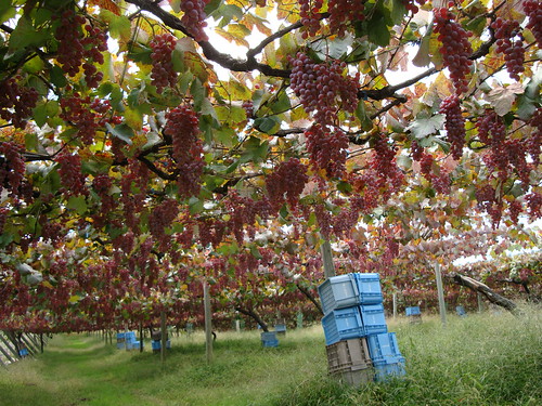 甲州の畑。収穫前です。