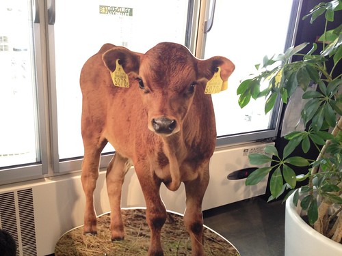 店内には牛さんのパネルが。この子かわいい!@中洞牧場ミルクカフェ 乃木坂