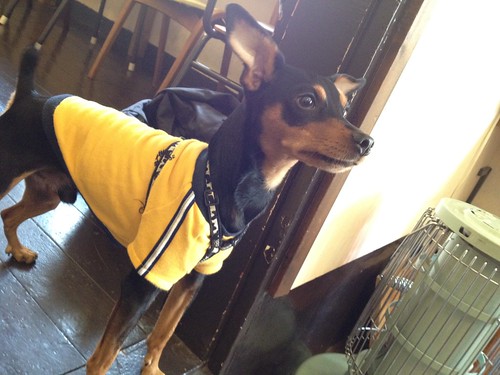 黒犬、調理場を興味津々でみております。＠cafe Birdbath