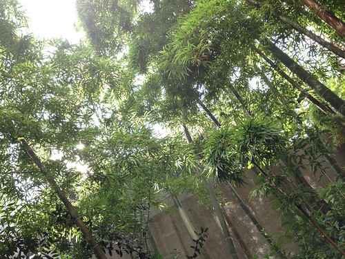 目の前に竹があって気持ちいいんです@Fritto (フリット)