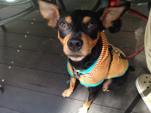 とりあえず足元に座っている黒犬@Fritto (フリット)