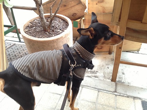 道行く人を監視中の黒犬＠Say Cheese!