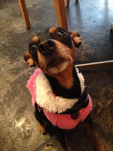 おこぼれをねだる黒犬＠HOFF