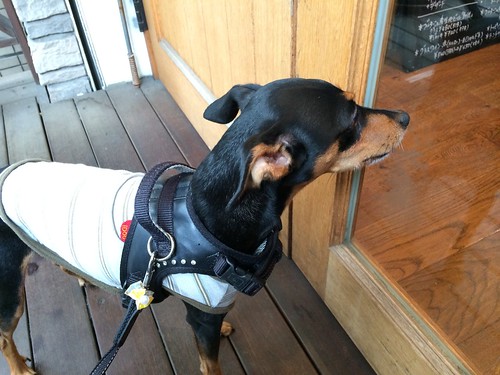 テラス席は不満でどうしても店内に入りたい黒犬@ガレット屋