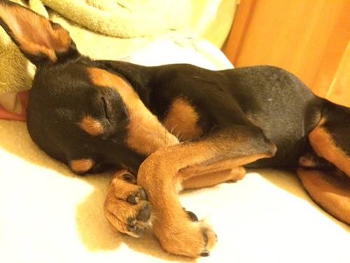 黒犬レン、爆睡。