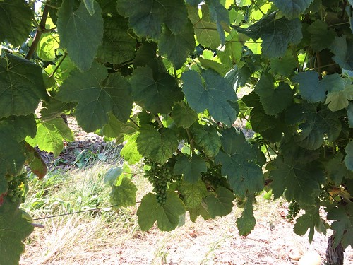 0630 シャトー・ブスカセ(Château Bouscassé)