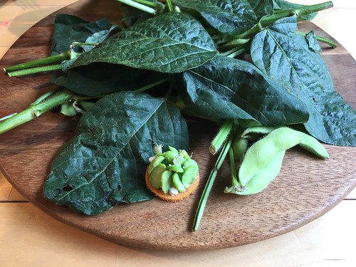 ナインストーリーズ