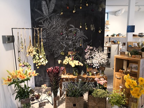 シェルタークコ