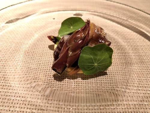 ドーロハツダイ