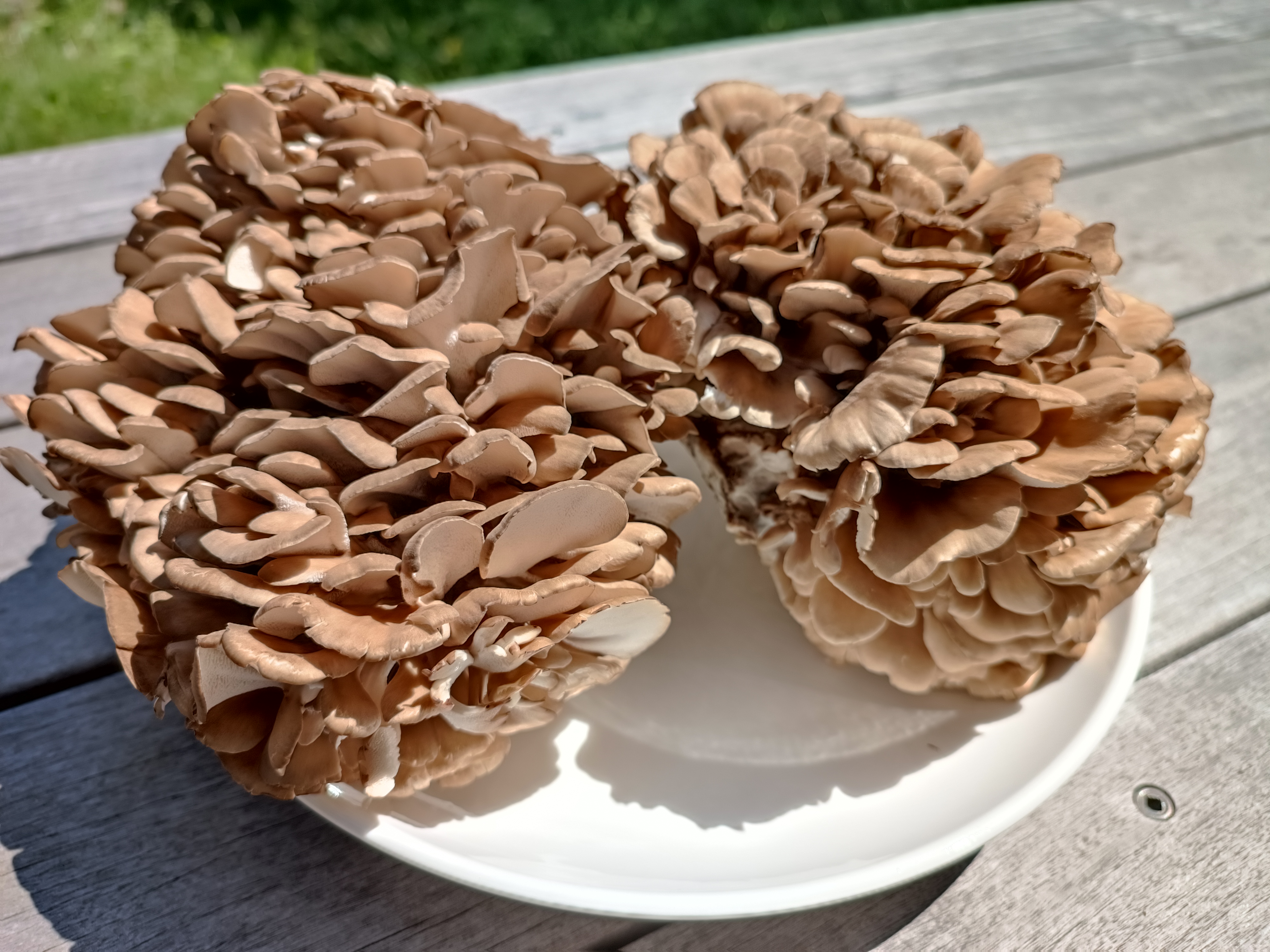 【お取り寄せPR】「新潟県阿賀野市産とれたてまいたけ1.5kg」を取り寄せてみた。オススメの食べ方もご紹介。